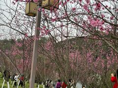 -重庆园博园