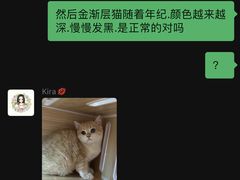 -momokira米努特·德文卷毛猫·棉花面纱犬