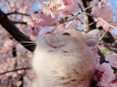 -翊宠yipet猫狗购宠庄园犬舍•猫舍