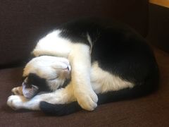 -猫的天空之城概念书店(杭州南宋御街店)