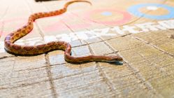 -酷嗒动物文化乐园(cutezoo西溪乐天城店)