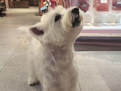-FAELING PETS美天灵宠物(富力广场店)