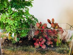 -怡花宜木鲜花店(朝阳路店)