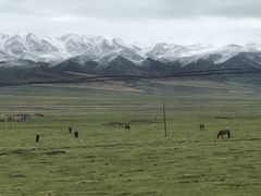 -祁连山草原