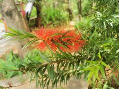 -洱海月湿地公园