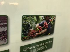-巴厘岛黄金金兔咖啡工厂