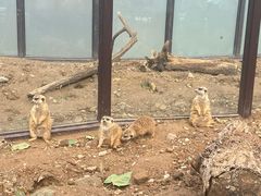 -大连森林动物园