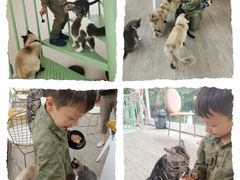-有猫主题·治愈系猫咖(曾厝垵店)