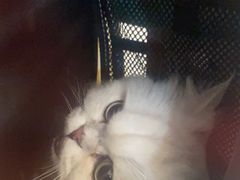 -伟伟宠物医院·CT影像中心·瑞派犬猫综合性门诊(汉口总院)