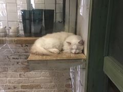 -猫咪博物馆(顶澳仔猫街店)