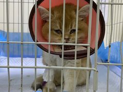 -纳吉亚猫专科动物医院·北北分院