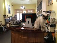 -猫色咖啡·猫咖