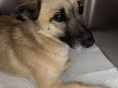 -宠福鑫康馨动物医院·骨科·眼科