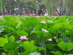 校门-四川大学(望江校区)