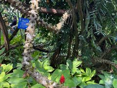 -中国科学院西双版纳热带植物园