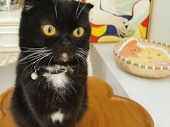 -共舞时光猫咖·狗咖(新街口店)