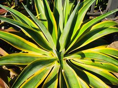 -华南国家植物园-售票处