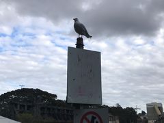 -悉尼鱼市场
