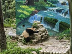 -中国大熊猫保护研究中心雅安碧峰峡基地