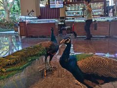 -西双版纳融创皇冠假日度假酒店