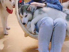 -Husky Go! 哈士奇体验馆·宠物咖啡厅狗咖