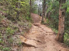 -长虫山生态公园风景林