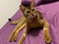 -纳吉亚猫专科动物诊疗中心(蒋宅口分院)