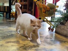 -NLFS1983咖啡花园餐厅(锦桂店)