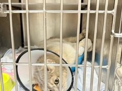 -瑞鹏宠物医院·骨科·猫科·内科(第一中心)