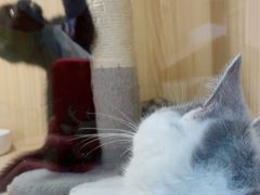 -屋虎猫馆(宝安大仟里店)