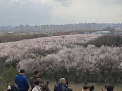 -明秦王墓遗址