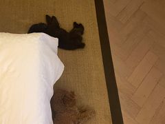 -成都安仁福朋喜来登酒店