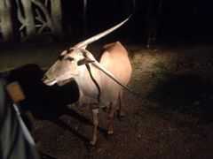 iphone_upload_pic-清迈夜间动物园