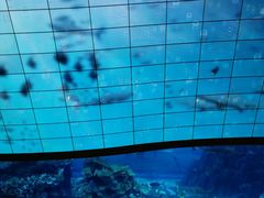-迪拜水族馆及水下动物园