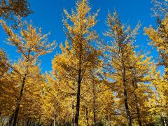 -永定河休闲森林公园