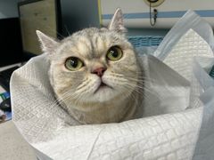 -纳吉亚猫专科动物医院·北北分院