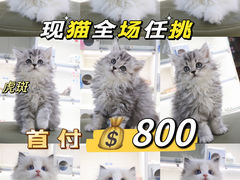 -lincat·猫舍(广州店)