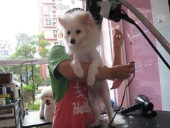 小朋友很紧张啊-唐小姐の猫狗洗护·购宠旗舰店(周浦万达店)