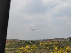 -空港花田景区