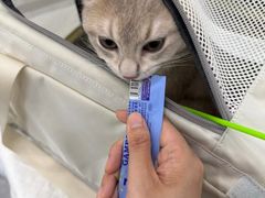 -四月宠物医院·猫专科·心脏专科·内科(转塘店)