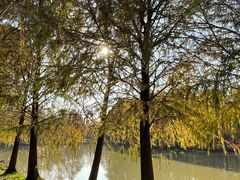 -上海海湾国家森林公园