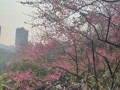 -重庆彩云湖湿地公园