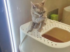 -momokira米努特·德文卷毛猫·棉花面纱犬