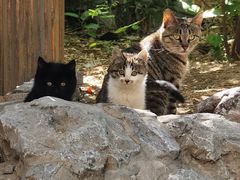 -中国人民解放军总医院