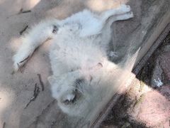 -青岛森林野生动物世界