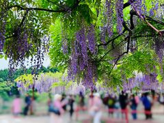 -嘉定紫藤园
