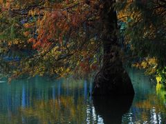 -中国科学院华南植物园