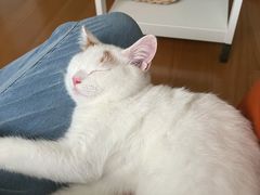 -关爱宠物医院·猫科中心·消化科(滨湖万达分院)