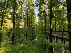 -黄海国家森林公园