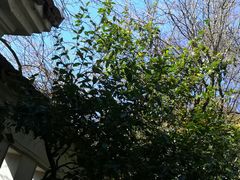 -无锡梅园公园
